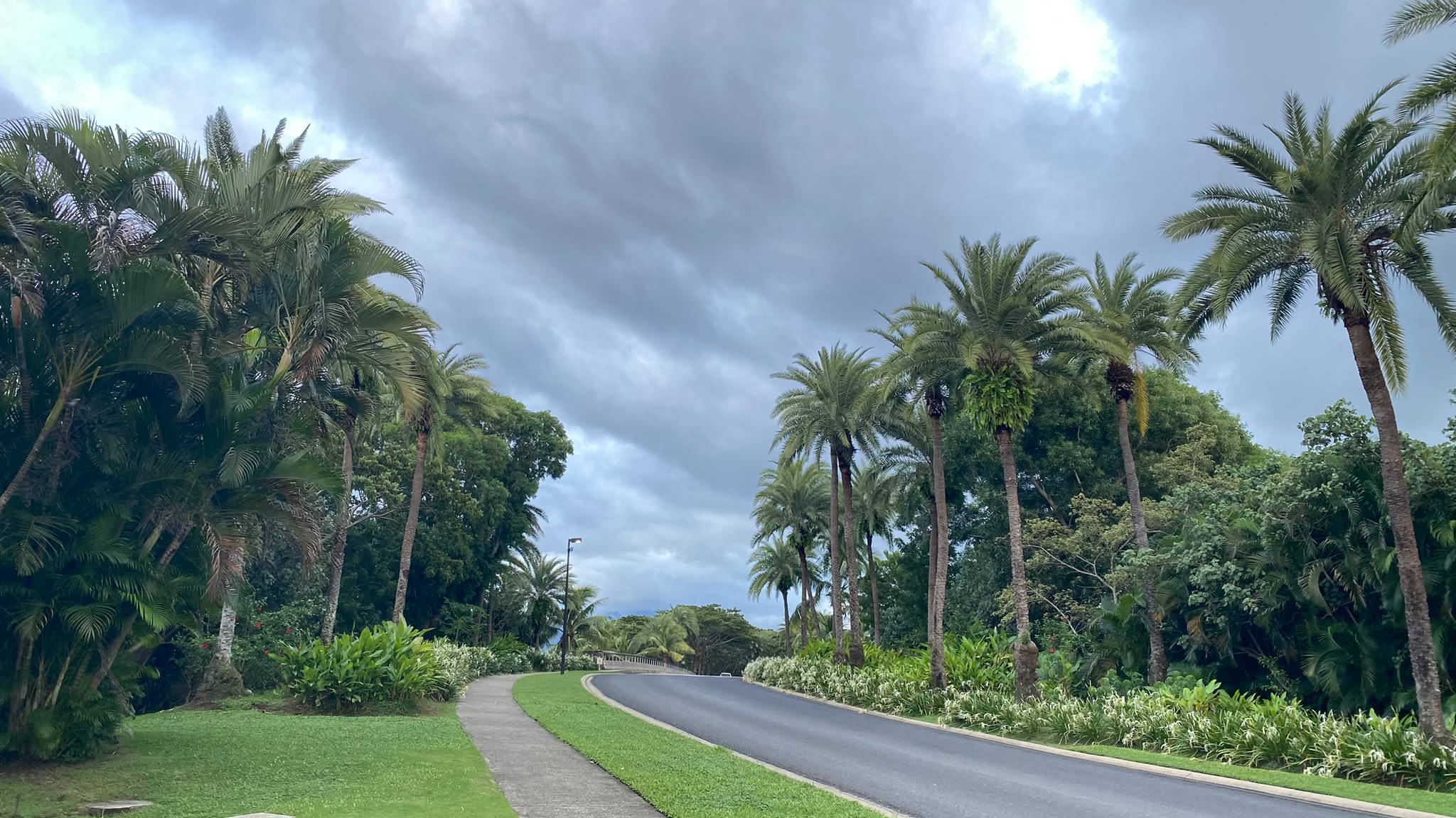 Tropical palms along the road