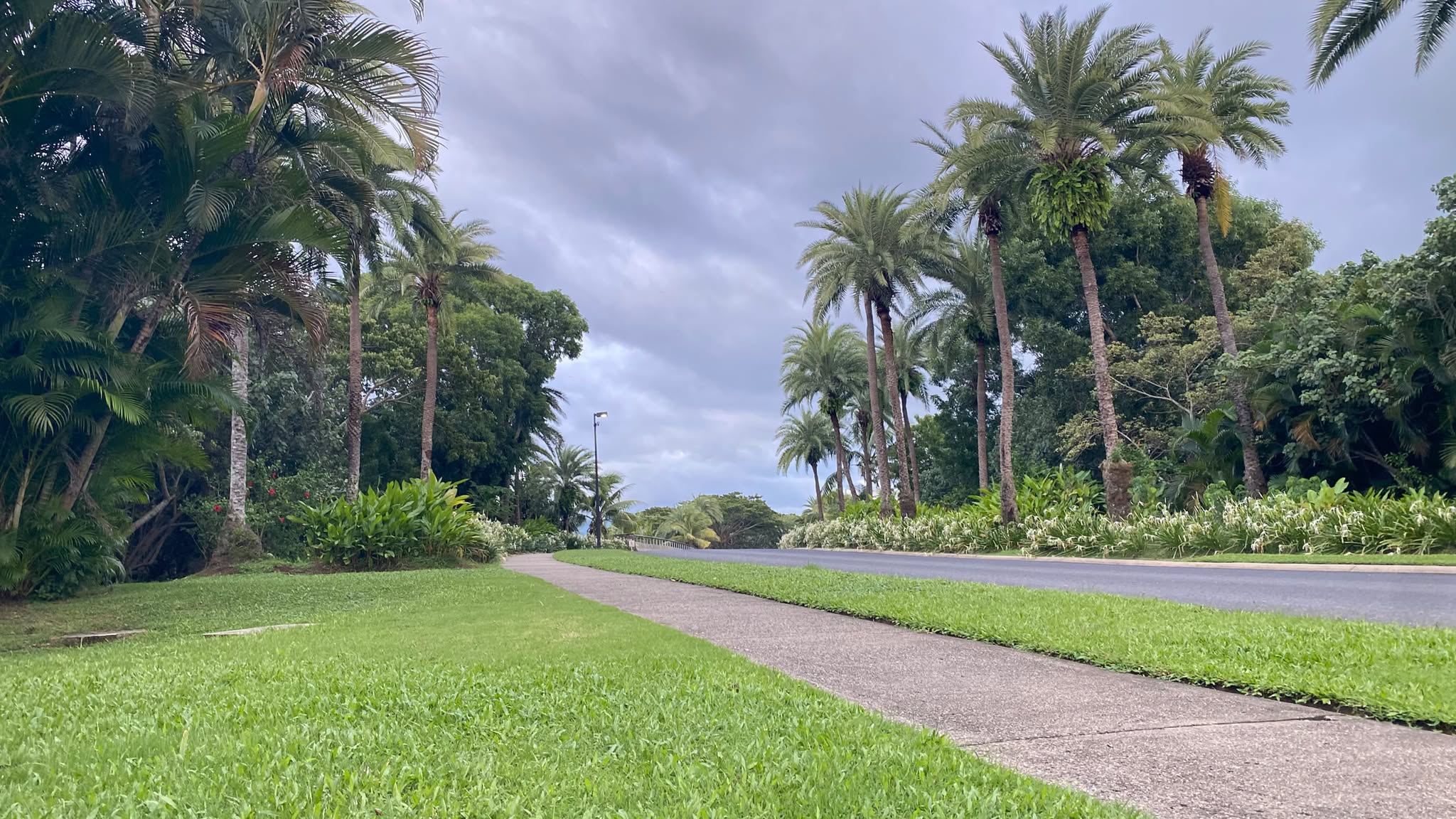 A palm-lined walk in the neighbourhood